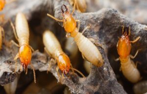 Termite Control