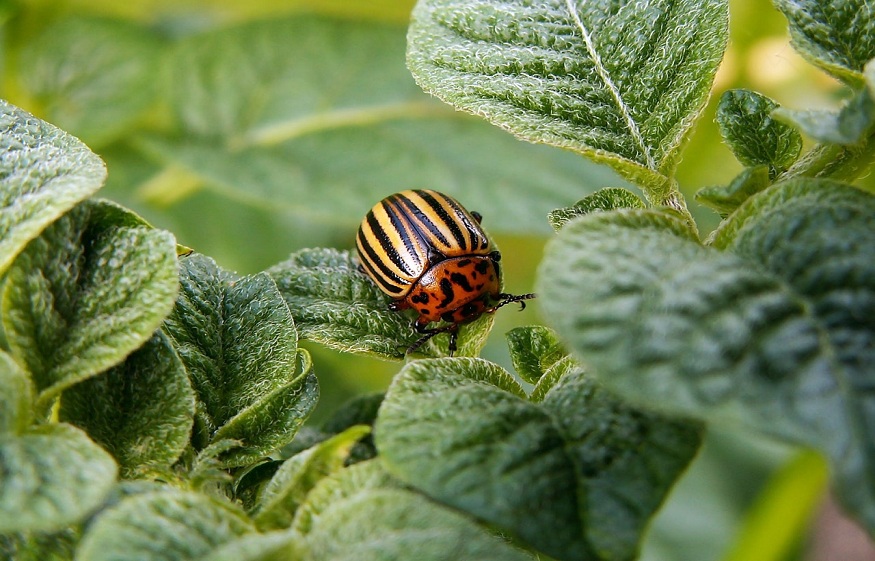 Naturally Control Pests