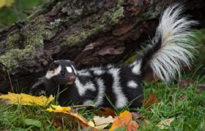 Spot Skunks