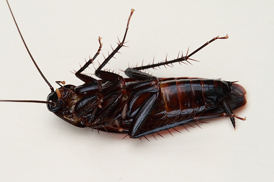 Avata Pest Control